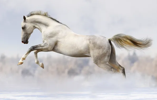 Картинка зима, снег, конь, прыжок, лошадь, бег, белая, боке