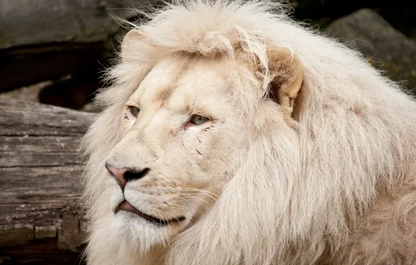 Картинка кошка, морда, грива, белый лев