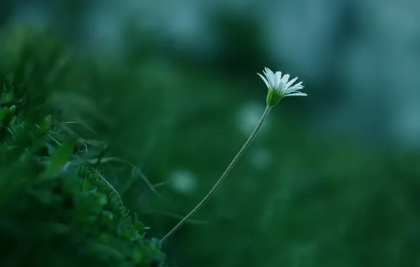 Картинка зелень, белый, цветок, трава, макро, растение, цвет, стебель