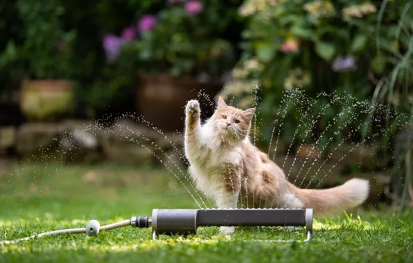 Кошка, лето, трава, кот, вода, капли, цветы, брызги
