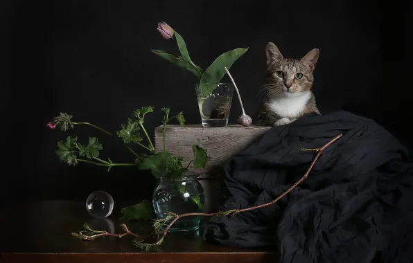 Кошка, кот, взгляд, листья, вода, цветы, стакан, темный фон