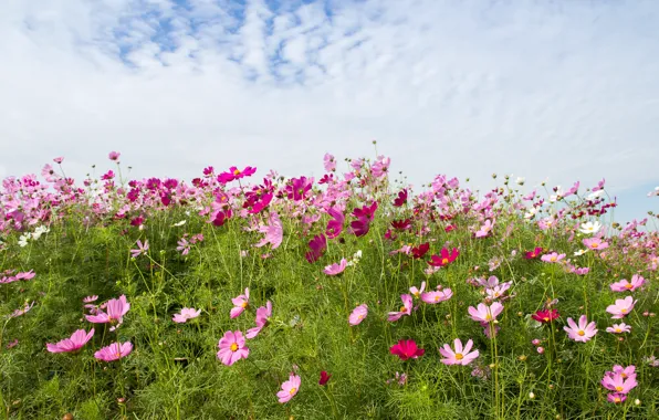 Картинка поле, лето, небо, цветы, colorful, луг, summer, розовые