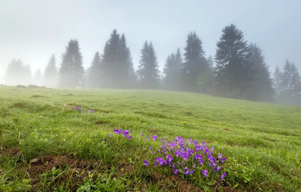 Картинка поле, цветы, туман, весна
