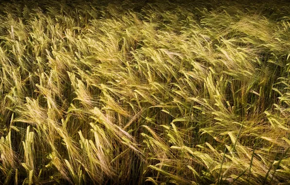 Картинка поле, трава, природа, пшеница заставки
