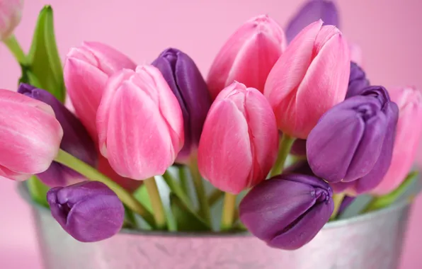 Картинка фиолетовый, цветы, розовый, тюльпаны, бутоны