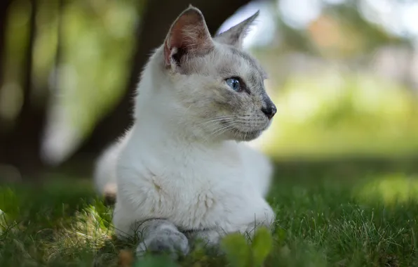 Картинка кошка, трава, кот, боке