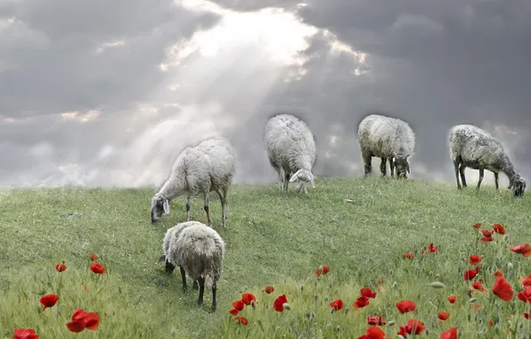 Картинка поле, овцы, маки