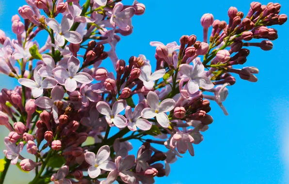 Flower, spring, lilac, twig, blooming