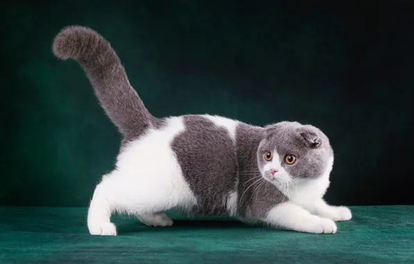 Кошка, кот, взгляд, морда, поза, темный фон, котенок, лапы