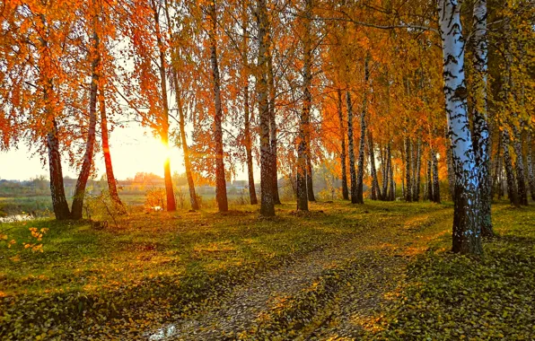 Дорога, осень, солнце, пейзаж, закат, природа, желтые листья, березы