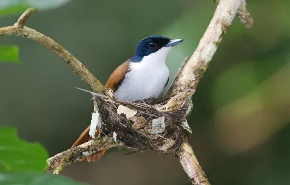 Ветки, птица, гнездо, самка, Shinning Flycatcher