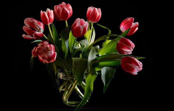 Картинка листья, цветы, букет, тюльпаны, ваза, черный фон, бутоны