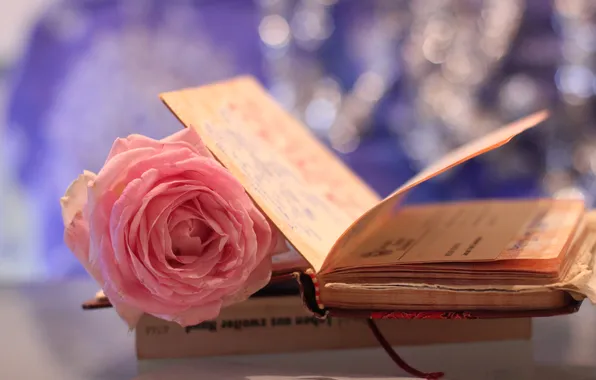 Цветок, макро, розовая, роза, книжка