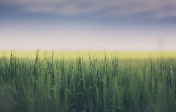 Картинка пшеница, поле, небо, облака, сельская местность, боке, солнечный свет, фермы