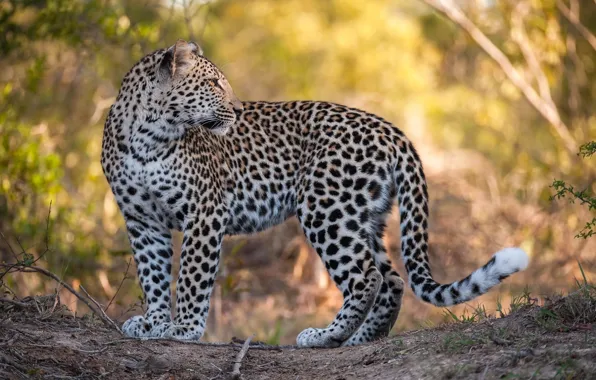 Картинка взгляд, леопард, большая кошка