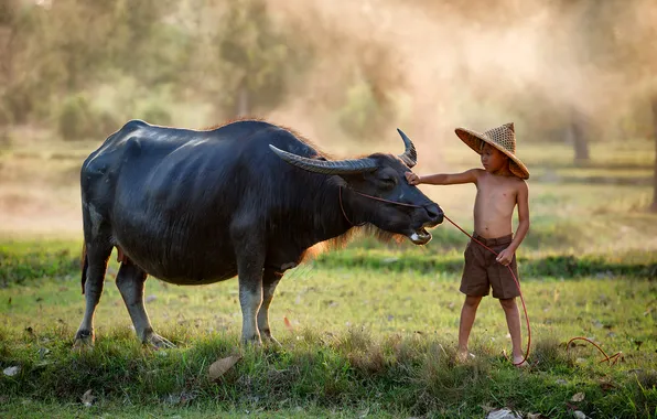 Person, buffalo, villager