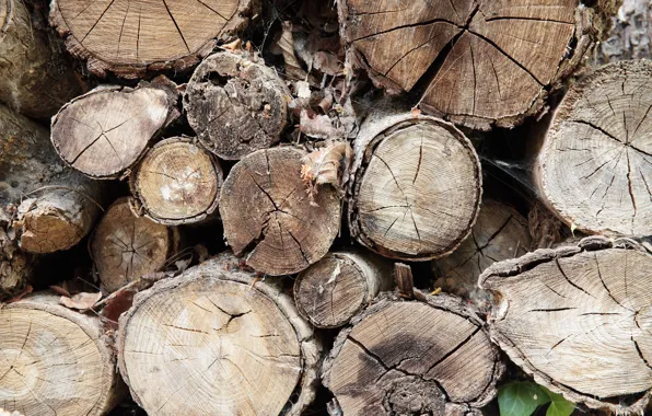 Wood, pattern, Trees, firewood