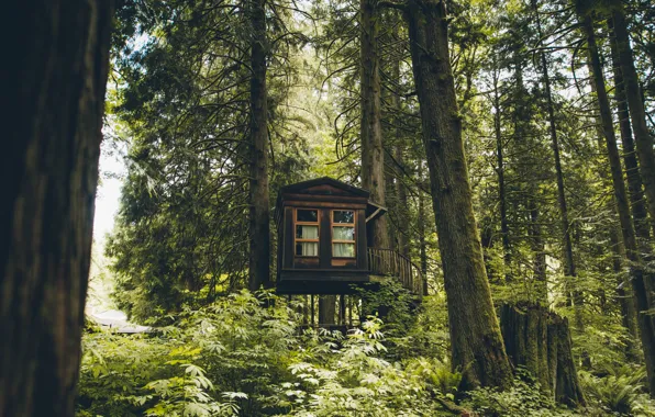 Лес, деревья, домик, Washington