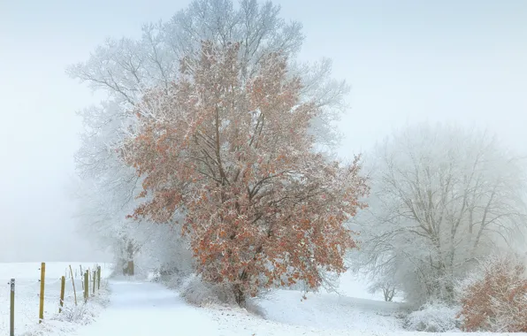 Картинка зима, снег, туман, дерево