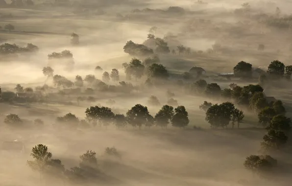 Картинка деревья, туман, Франция, Центральный массив
