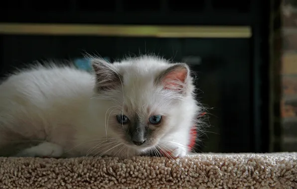 Картинка кошка, белый, котенок, пушистый, лежит