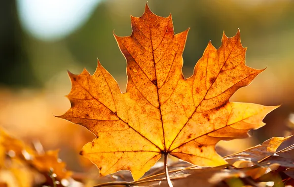 Картинка осень, лист, размытость, клён