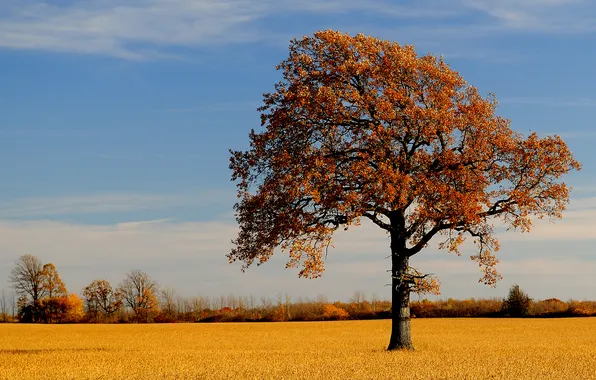 Картинка поле, осень, природа, дерево