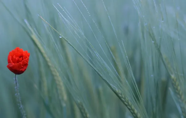 Картинка пшеница, поле, природа, мак