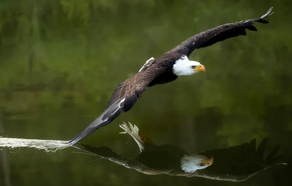 Картинка вода, отражение, птица, крылья, хищник, полёт, ястреб, Белоголовый орлан