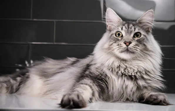 Кошка, кот, взгляд, поза, серый, плитка, лапки, пушистый