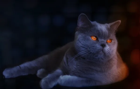 Кошка, кот, лежит, британский