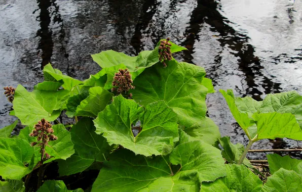 Water, leaf, plant