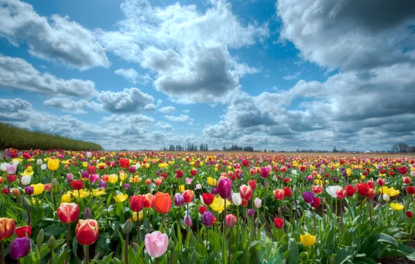 Картинка поле, небо, природа, тюльпаны