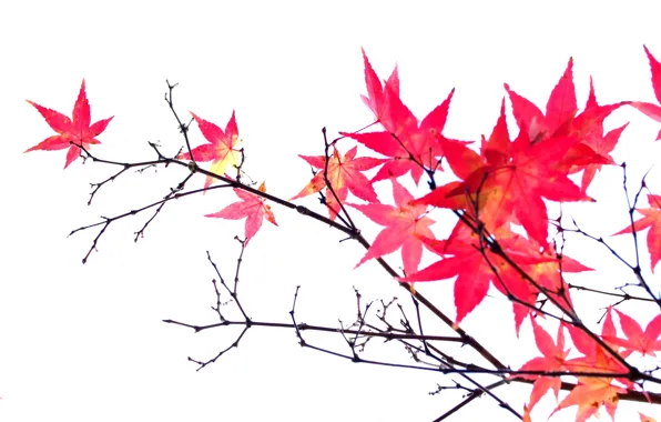 Картинка осень, листья, ветки, клен, багрянец