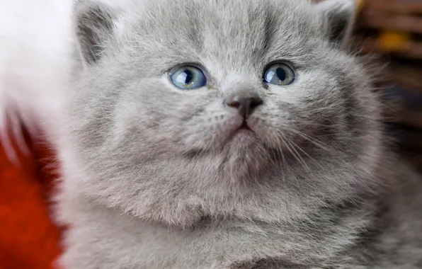 Мордочка, котёнок, голубые глаза, британец, Британская короткошёрстная
