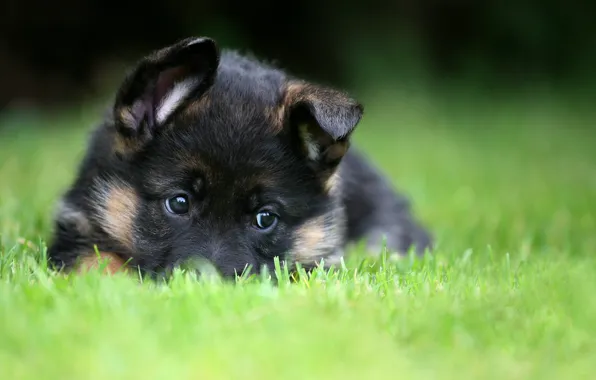 Картинка puppy, pet, German Shepherd