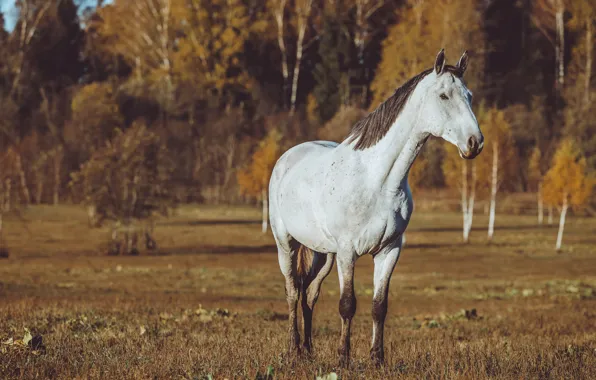 Поле, осень, лес, белый, трава, взгляд, свет, природа