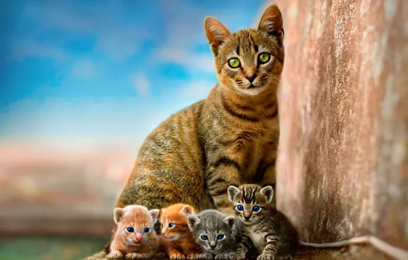 Кошка, небо, дети, котенок, стена, котята, котёнок, малыши