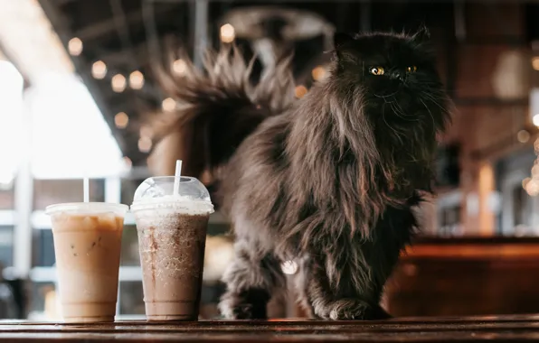 Кошка, кот, черный, кофе, коктейль, стаканы, напиток, желтые глаза