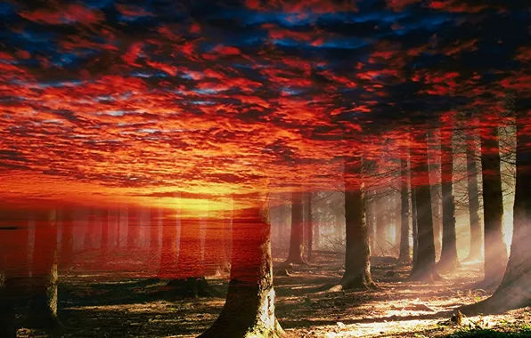 Картинка лес, небо, природа