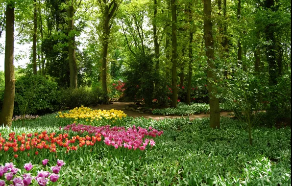 Зелень, деревья, цветы, парк, весна, сад, тюльпаны, Nature
