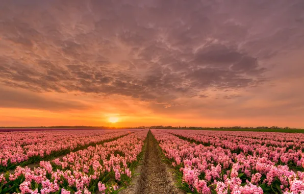 Картинка небо, облака, закат, цветы, поля, вечер, горизонт, Нидерланды