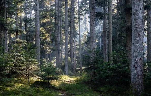 Картинка лес, деревья, природа