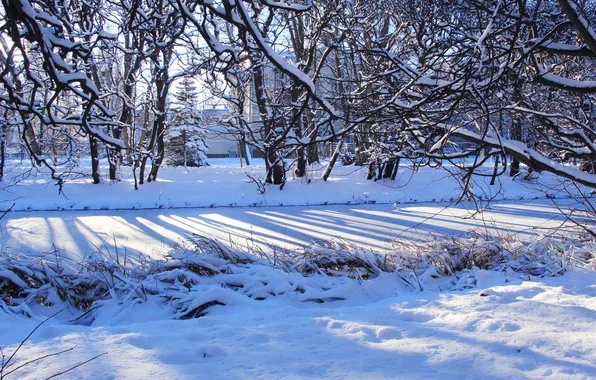 Trees, winter, snow, cold