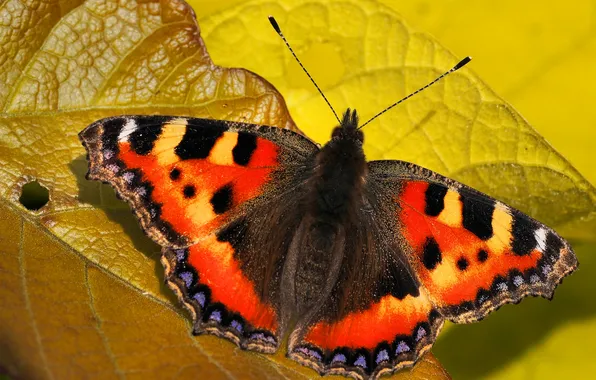 Картинка лист, узор, бабочка, крылья, насекомое, мотылек