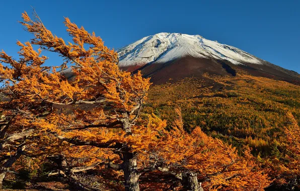 Картинка осень, небо, трава, снег, деревья, гора