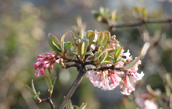 Цветок, макро, улица, париж, весна, Paris, франция, flower