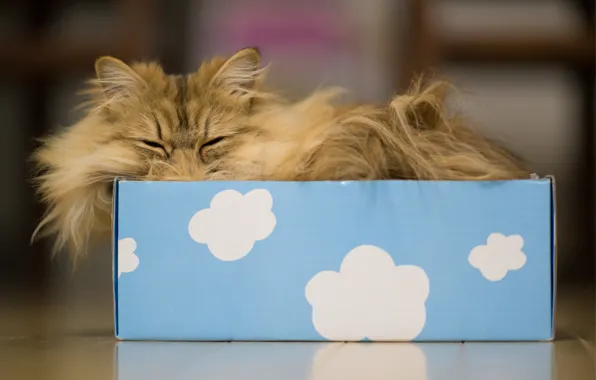 Кошка, облака, коробка, сон, Daisy, Ben Torode, Benjamin Torode