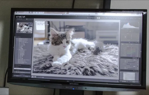 Mitsubishi, Hi-Tech, cats, other