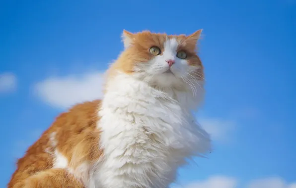 Картинка кошка, небо, взгляд, портрет, пушистая